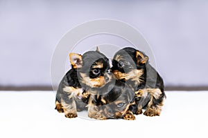 Portrait three puppies of the Yorkshire Terrier
