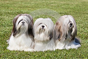 Portrait of three purebred Lhasa Apso