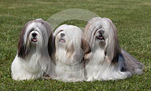 Portrait of three purebred Lhasa Apso