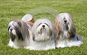 Portrait of three purebred Lhasa Apso