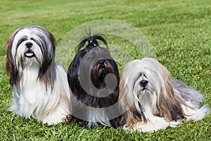 Portrait of three purebred Lhasa Apso on green grass