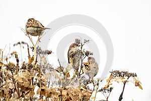 Portrait of three sparrows sitting on an overblown hydrangea branch. Two blurred sparrows an one sharp in the middle