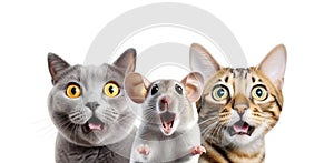 Portrait of Three Surprised Animals (cats and mouse) Isolated