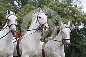 Portrait of three white running horses