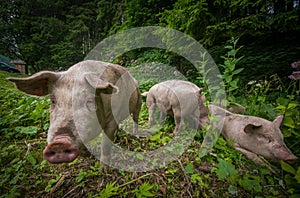 Portrait of three wild pigs in the italian dolomites, Val Venegia, Trentino
