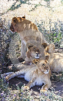 Portrait of three young lions, one sitting, two laying, all facing different directions