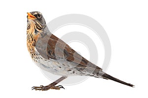 Portrait thrush