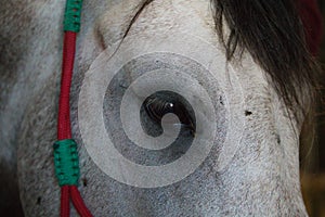 portrait of a Thrush horse. Photo of the detail of the horse's face