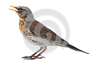 Portrait thrush photo