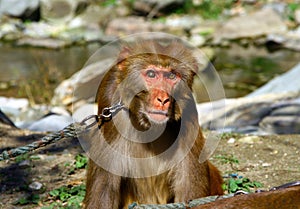 Portrait of Tibetan macaque Macaca thibetana on a leash