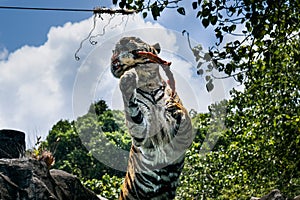 Portrait of a tiger alert and staring at the camera