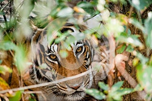 Portrait of a tiger in bushes. The Bengal (Indian) tiger Panthera tigris tigris. India