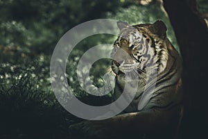 Portrait of a tiger Dark style image
