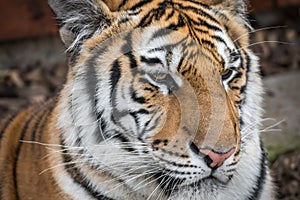 Portrait of tiger on the ground