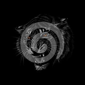 Portrait of a tiger head on a black background