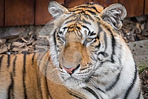 Portrait of tiger lying on the ground