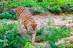 Portrait of tiger Panthera tigris