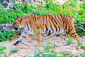 Portrait of tiger Panthera tigris