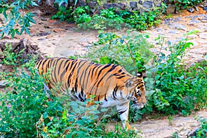 Portrait of tiger Panthera tigris