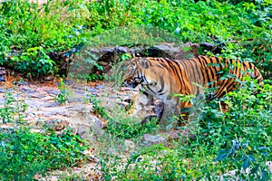 Portrait of tiger Panthera tigris