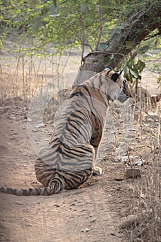 Portrait of Tiger in Ranthambhore Wild Life sanctuary Park