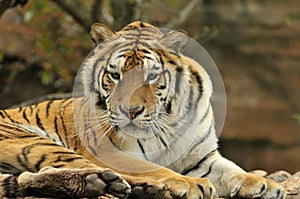 Portrait of tiger