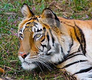 Portrait of a tiger in the wild. India. Bandhavgarh National Park. Madhya Pradesh.
