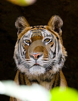 Portrait of a tiger in the wild. India. Bandhavgarh National Park. Madhya Pradesh.