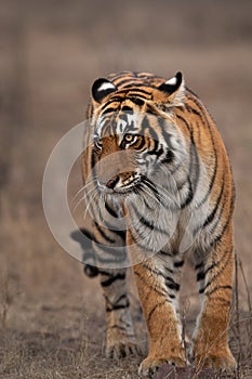 Portrait of a Tigress, Ranthambore Tiger Reserve