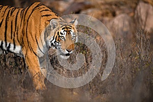 Portrait of a tigress walking in zone 3 of Ranthambhore National Park on a winter morning