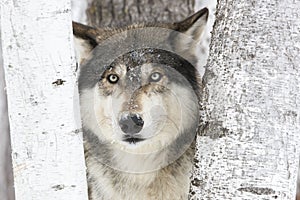 Portrait timber wolf