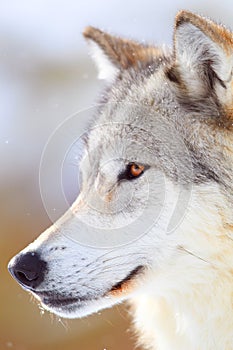 Portrait of timber wolf