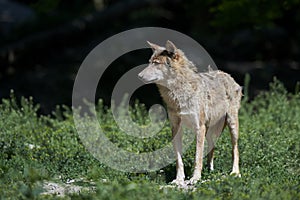 Portrait of a timberwolf