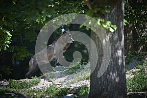 Portrait of a timberwolf