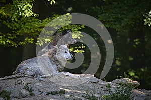 Portrait of a timberwolf