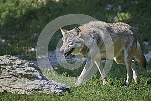 Portrait of a timberwolf