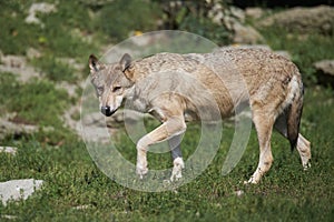 Portrait of a timberwolf