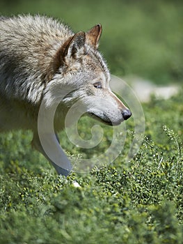 Portrait of a timberwolf