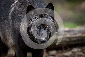 Portrait of timberwolf in the forest