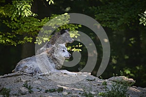Portrait of a timberwolf photo