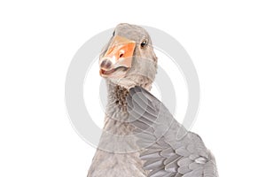 Portrait of a timid goose