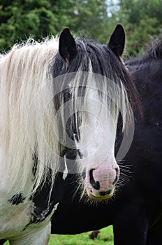 Portrait of a Tinker horse in Ireland