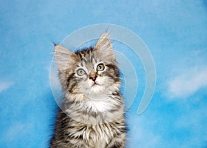 Portrait of a tiny tabby kitten looking up