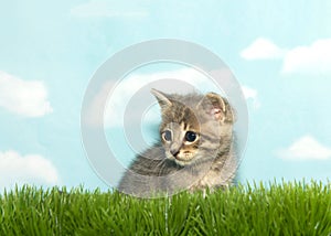 Portrait of a tiny tabby kitten in tall grass