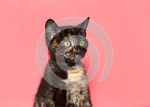 Portrait of a tiny tortie kitten looking to viewers right on pink background