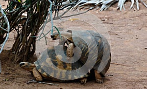 Portrait of tirtle copulation under the tree, Arivonimamo, Antananarivo, Madagascar