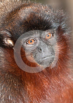 Portrait of a Titi Monkey