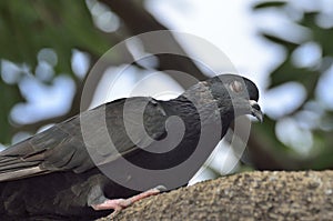 PORTRAIT TO PIGEON IN THE NATURE