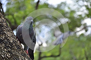 PORTRAIT TO PIGEON IN THE NATURE