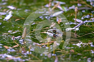 Portrait of a toad in the lake side view 1